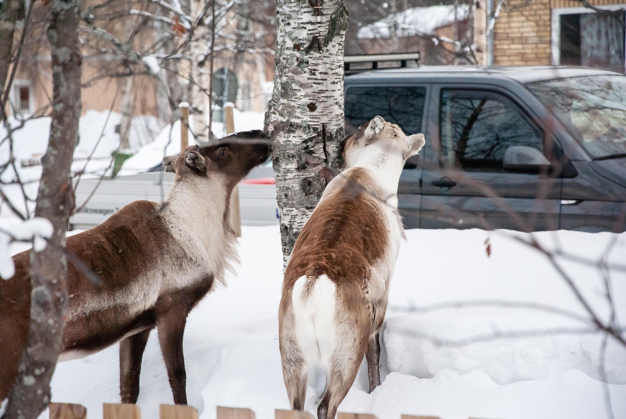 Sarek nationalpark / Sveriges högsta berg och 100 glaciärer - Jokkmokk | Secret World Trip Planner