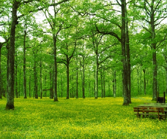 A floresta de Mazzocca de Riccia - Riccia | Secret World Trip Planner