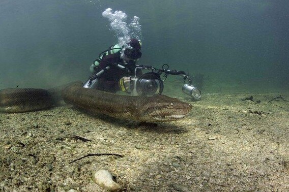 アマゾン川ダイビング Secret World