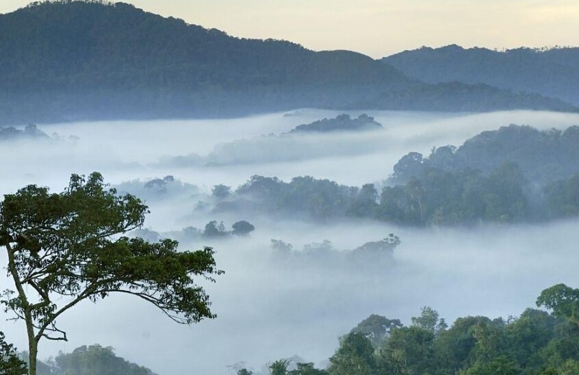 Національний Парк Ньюнгве Руанда - Rusizi | Secret World Trip Planner