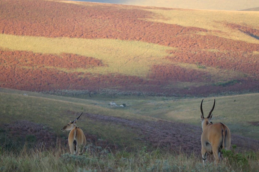 Nyika, Taman Nasional terbesar di Malawi - Nyika Plateau | Secret World Trip Planner