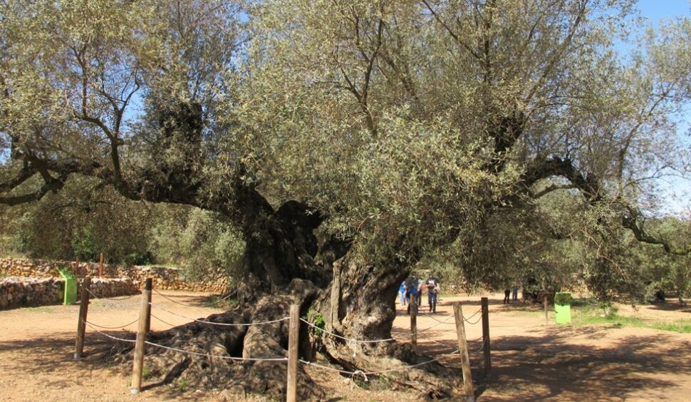 Ulldecona和西班牙的千年橄榄树 - Ulldecona | Secret World Trip Planner