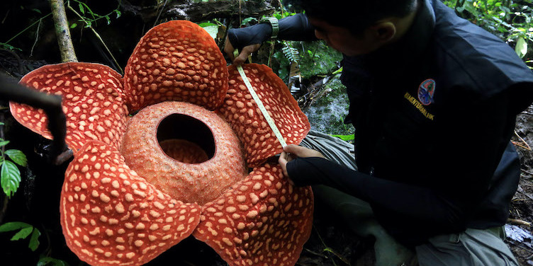 Cameron Highlands e a maior flor do mundo - Tanah Rata | Secret World Trip Planner