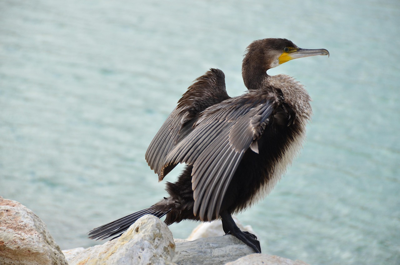 Kerguelen Pulau, juga dikenal sebagai Ketandusan pulau-Pulau - Kerguelen Islands | Secret World Trip Planner