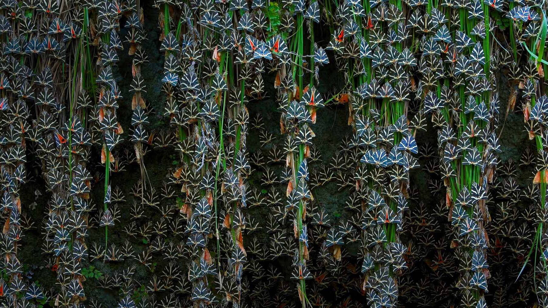 Rhodes | Dolina metuljev ali Petalo - Petaloudes | Secret World Trip Planner