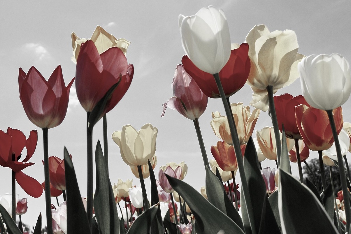 Splendide foto di mulini a vento circondati da campi di tulipani - Zaandam | Secret World Trip Planner