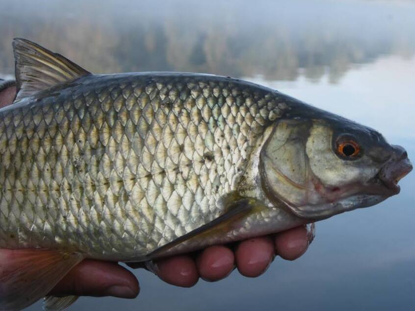 Le poisson Pigo, un délice du lac - Lecco | Secret World Trip Planner