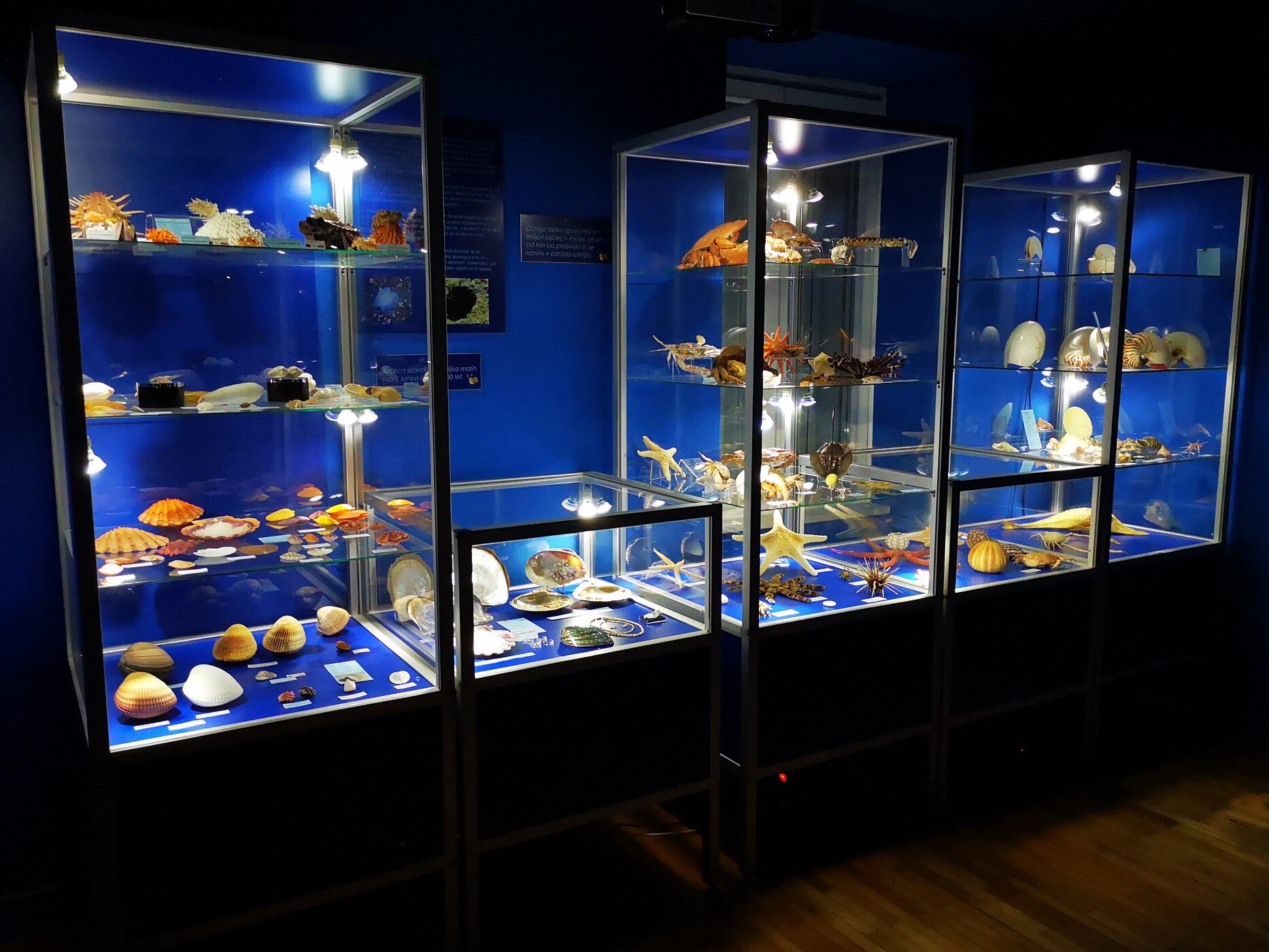 Piran i el màgic món de petxines - Tartinijev trg 15 | Secret World Trip Planner