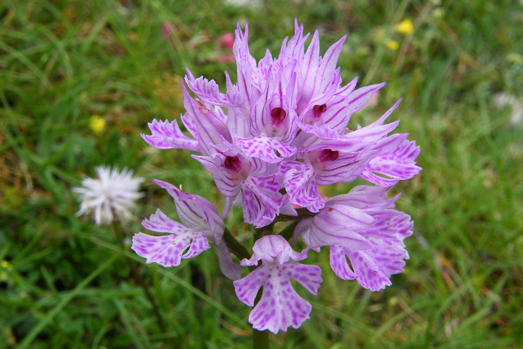 La Vall de les Orquídies de Sassano