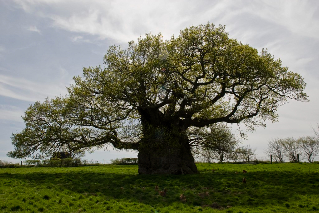 O Carvalho de Bowthorpe - Bowthorpe Park Farm | Secret World Trip Planner