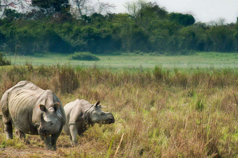 پارک ملی کازیرانگا و کرگدن شاخدار - Kanchanjuri | Secret World Trip Planner