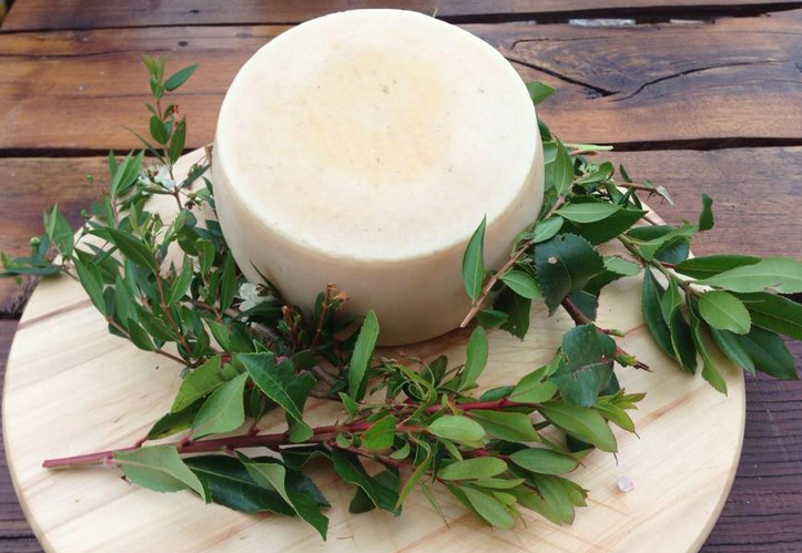 Gegerbter Ziegenkäse aus Montemaggiore