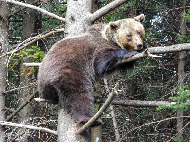 Area Faunistica dell'Orso Bruno - 66017 Palena CH | Secret World Trip Planner