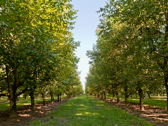 Sorrento walnuts - Sorrento | Secret World Trip Planner