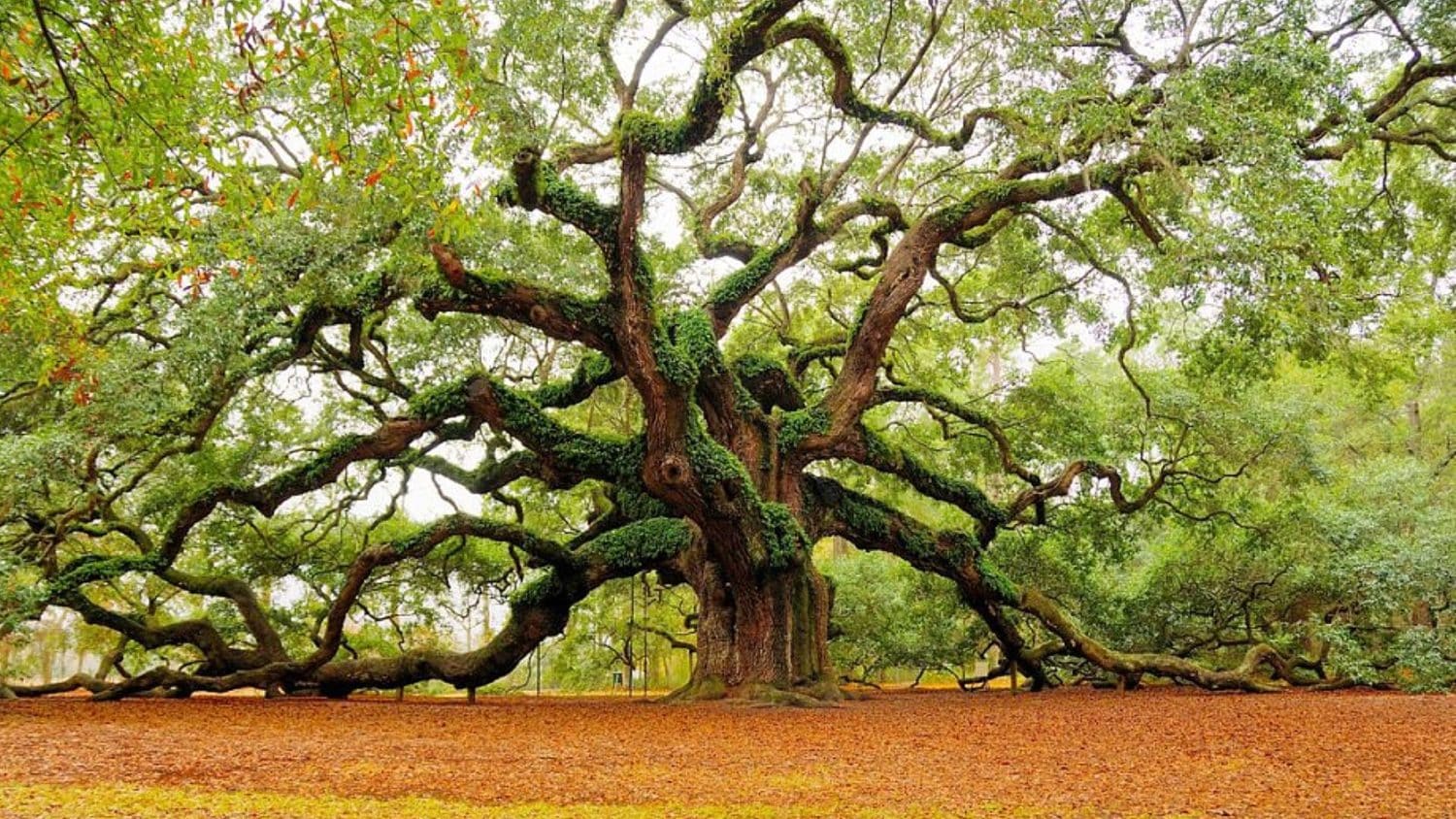 malaikat-itu-pohon-oak-secret-world
