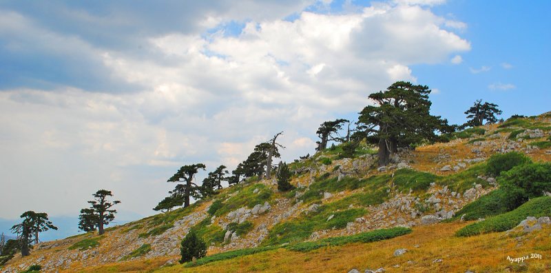 Taman Para Dewa lan Pinus Loricato