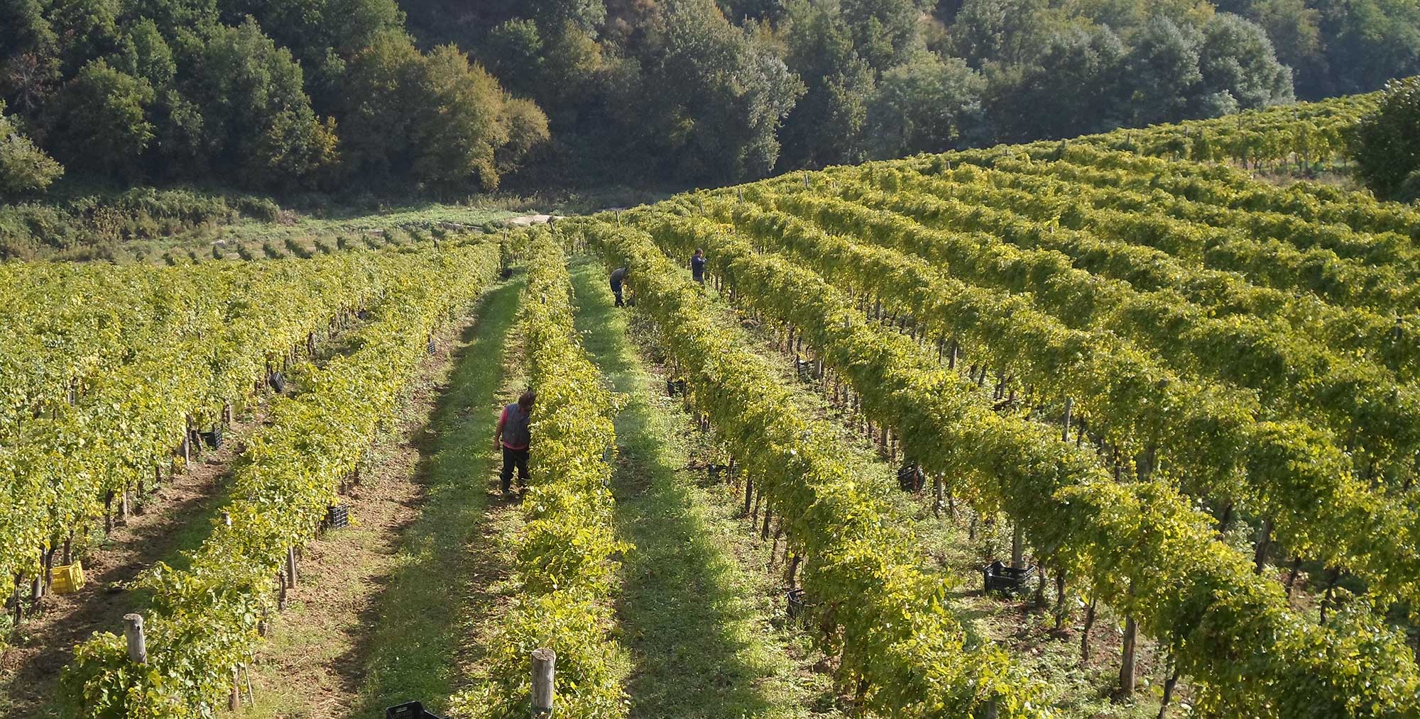 Fiano di Avellino DOCG