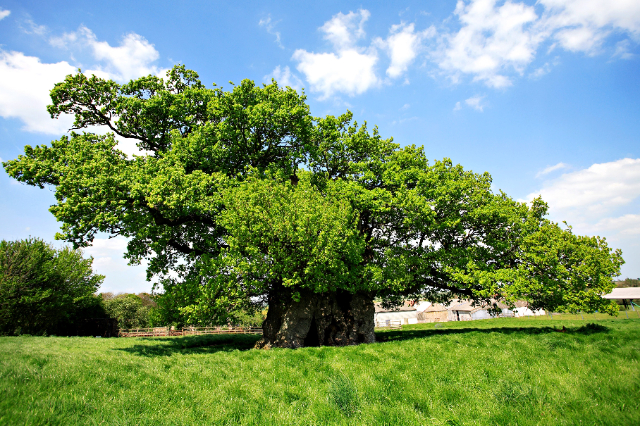 The Bowthorpe Oak - Bowthorpe Park Farm | Secret World Trip Planner