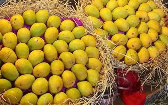 Regina dei Mango, Kesar - Lucknow | Secret World Trip Planner