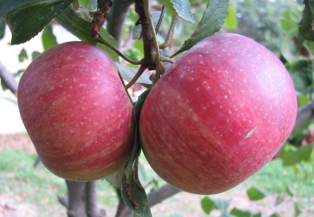 Melannurca campana - the Queen of Apples
