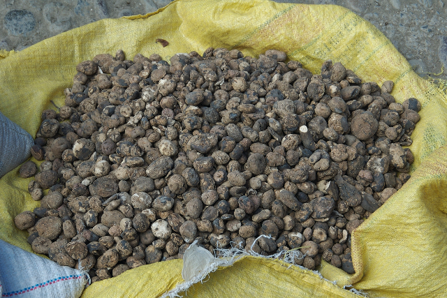 Den chuño - Arica | Secret World Trip Planner