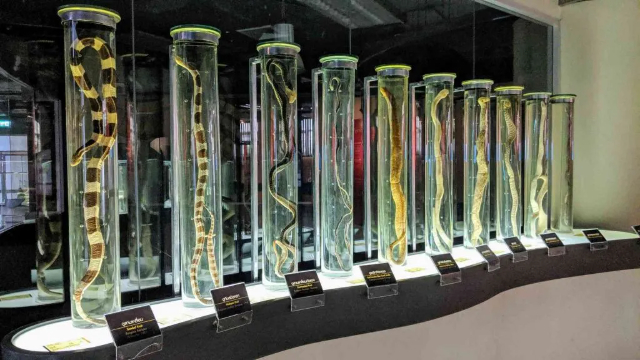 クイーンサオババ記念研究所 - Khet Pathum Wan | Secret World Trip Planner