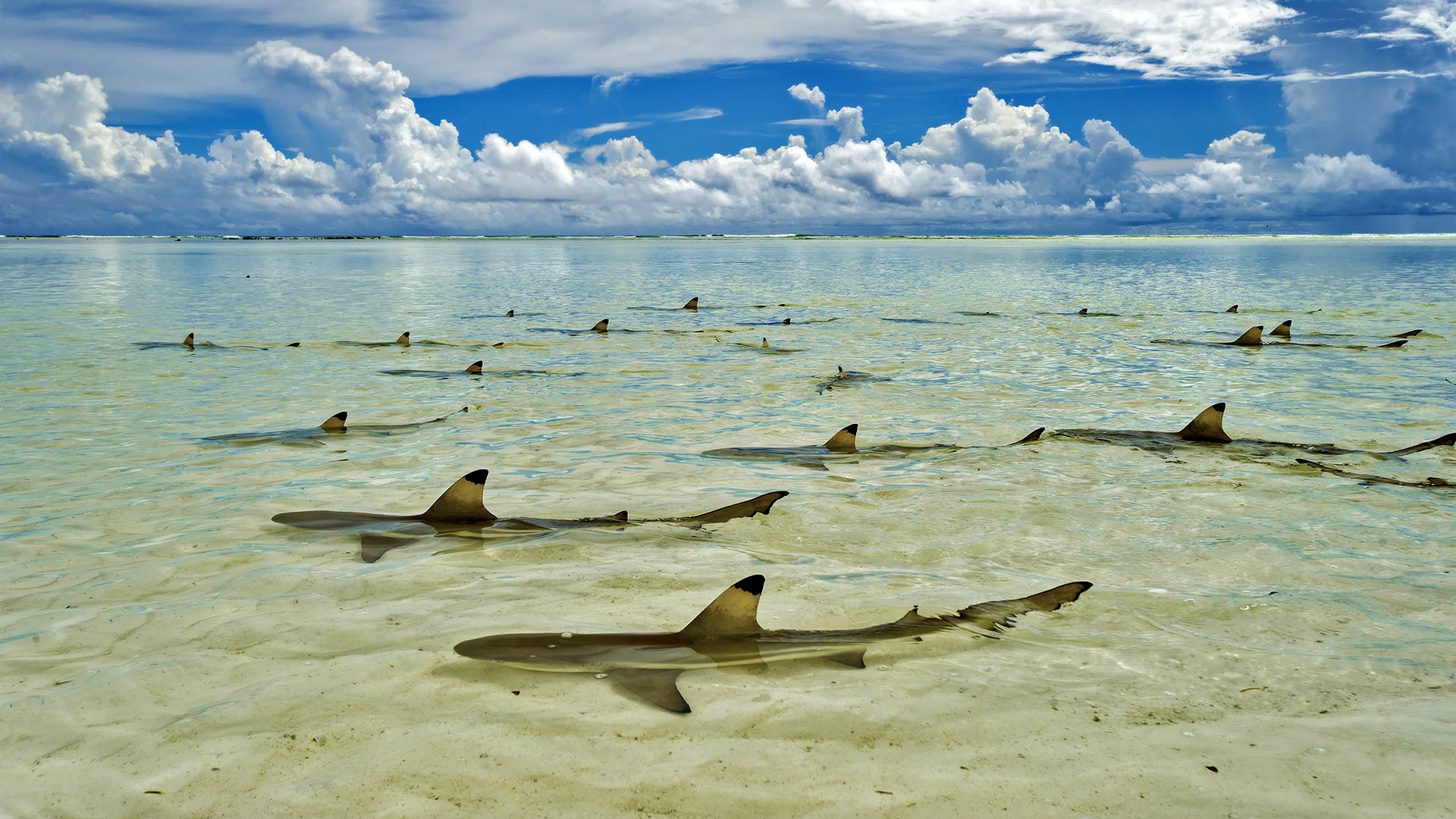 Aldabra: el atolón de las maravillas... - Secret World