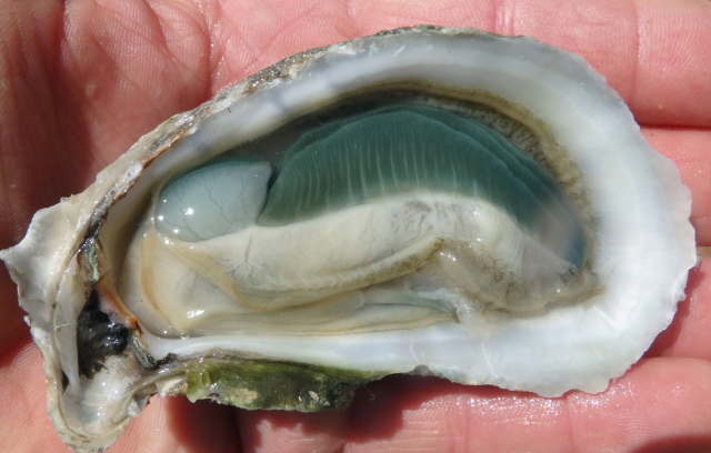 หอยนางรมเหงือกเขียว - Carolina Beach | Secret World Trip Planner