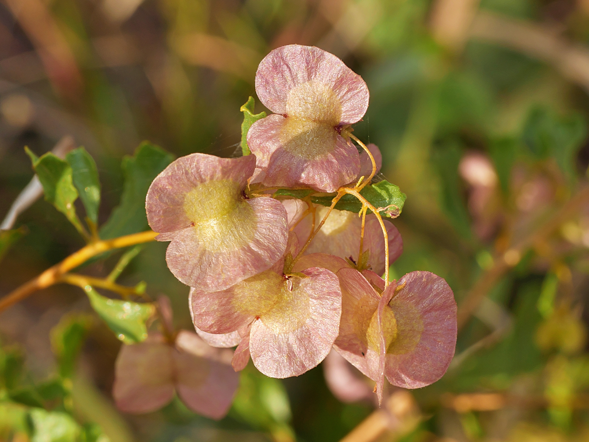 Wolfe Creek, den näst största meteoritkratern - Sturt Creek | Secret World Trip Planner