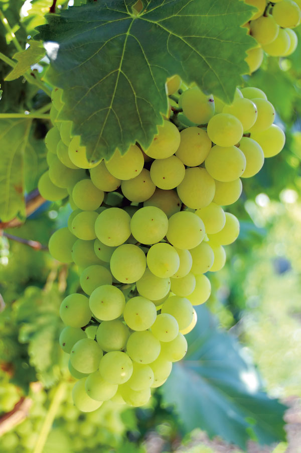 Aversa کے Asprinius - Aversa | Secret World Trip Planner