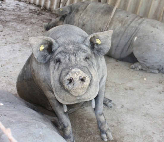 Caserta black piglet known as pelatello - Caserta | Secret World Trip Planner
