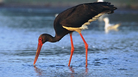 Black stork - Castelmezzano | Secret World Trip Planner