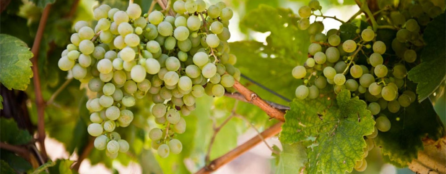 Fiano di Avellino DOCG