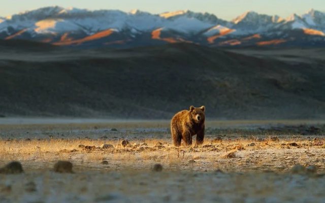 Deosai, the "roof of the world - XFCC+6P4 Deosai Park Road Astore | Secret World Trip Planner