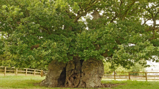 The Bowthorpe Oak - Bowthorpe Park Farm | Secret World Trip Planner