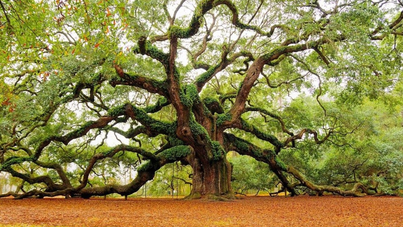 Der Engel-Eichenbaum - Johns Island | Secret World Trip Planner