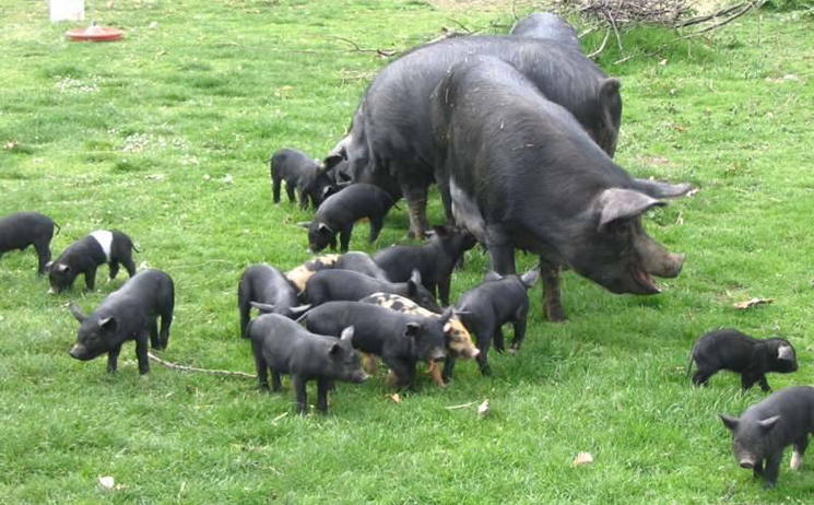 Babi hitam Caserta dipanggil pelatello - Caserta | Secret World Trip Planner