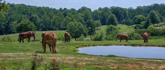 El mayor zoo del mundo - Asheboro | Secret World Trip Planner