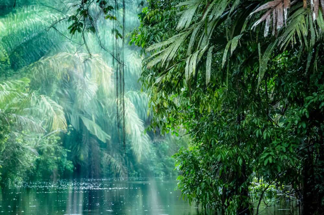 Páirc Náisiúnta Tortuguero - Provincia di Limón | Secret World Trip Planner