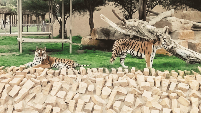 Riyadh Zoo: A Journey into Nature and Wonder - Riyadh | Secret World Trip Planner