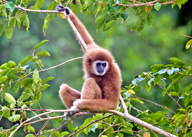 Národný park Khao Yai - Provincia di Nakhon Ratchasima | Secret World Trip Planner