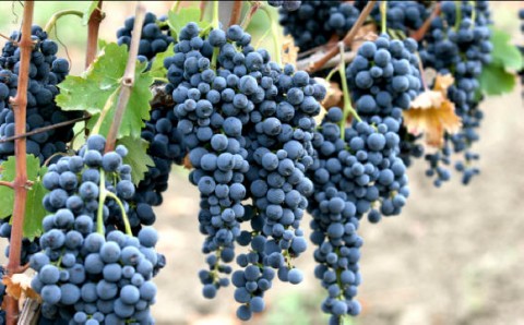 タウラシーD.O.C.G.