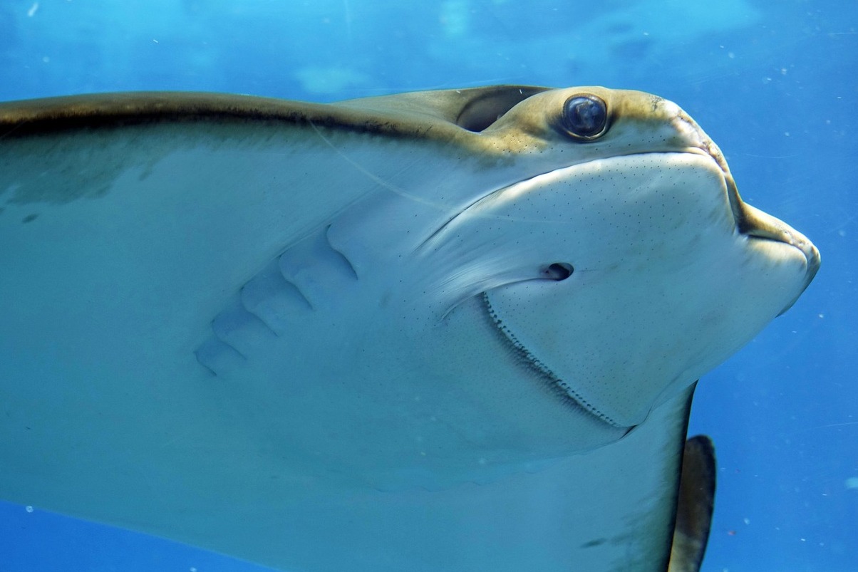 ナショナル水族館 - Baltimora | Secret World Trip Planner