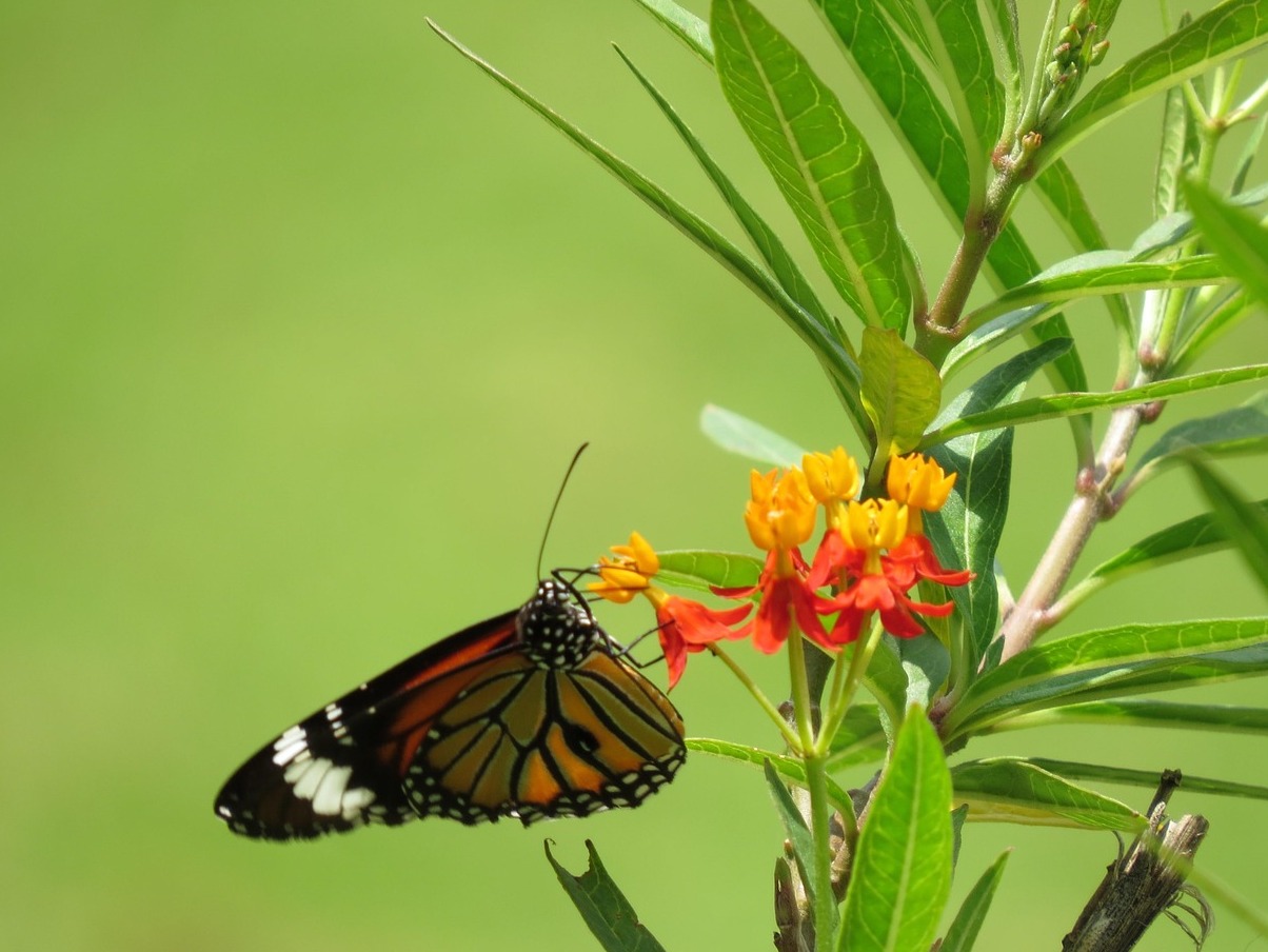 Bangalore | Cubbon Park - Bangalore | Secret World Trip Planner