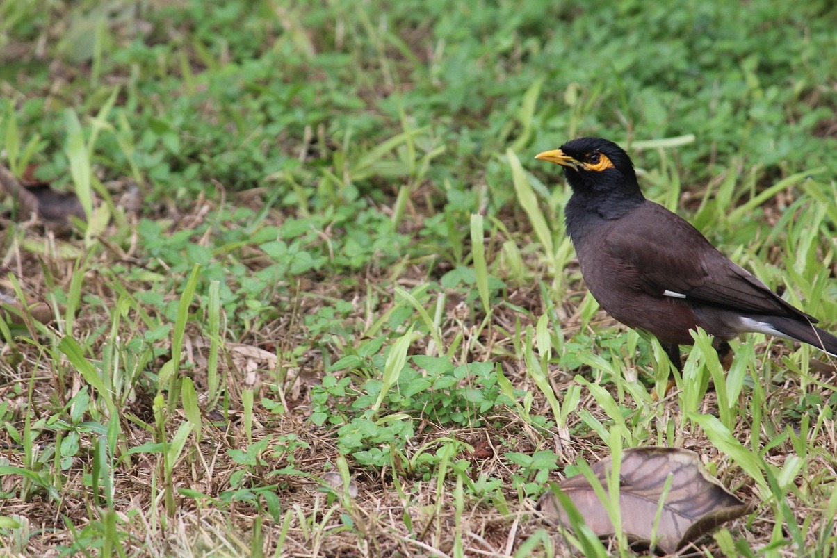 Bangalore | Cubbon Park - Bangalore | Secret World Trip Planner