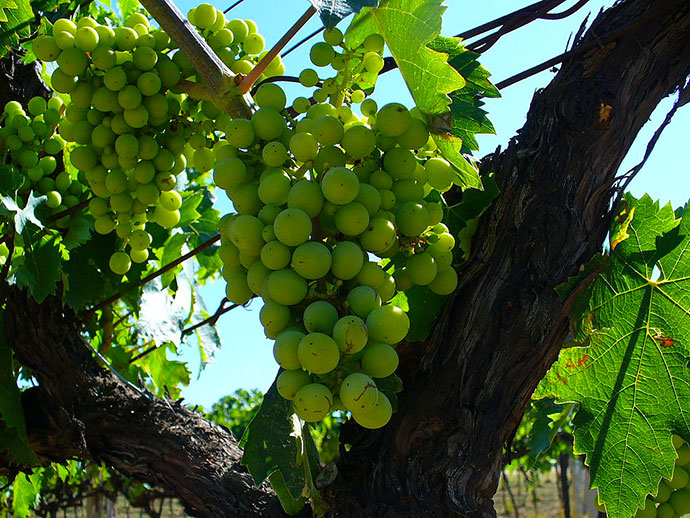 Вино Trebbiano D ' Abruzzo Doc