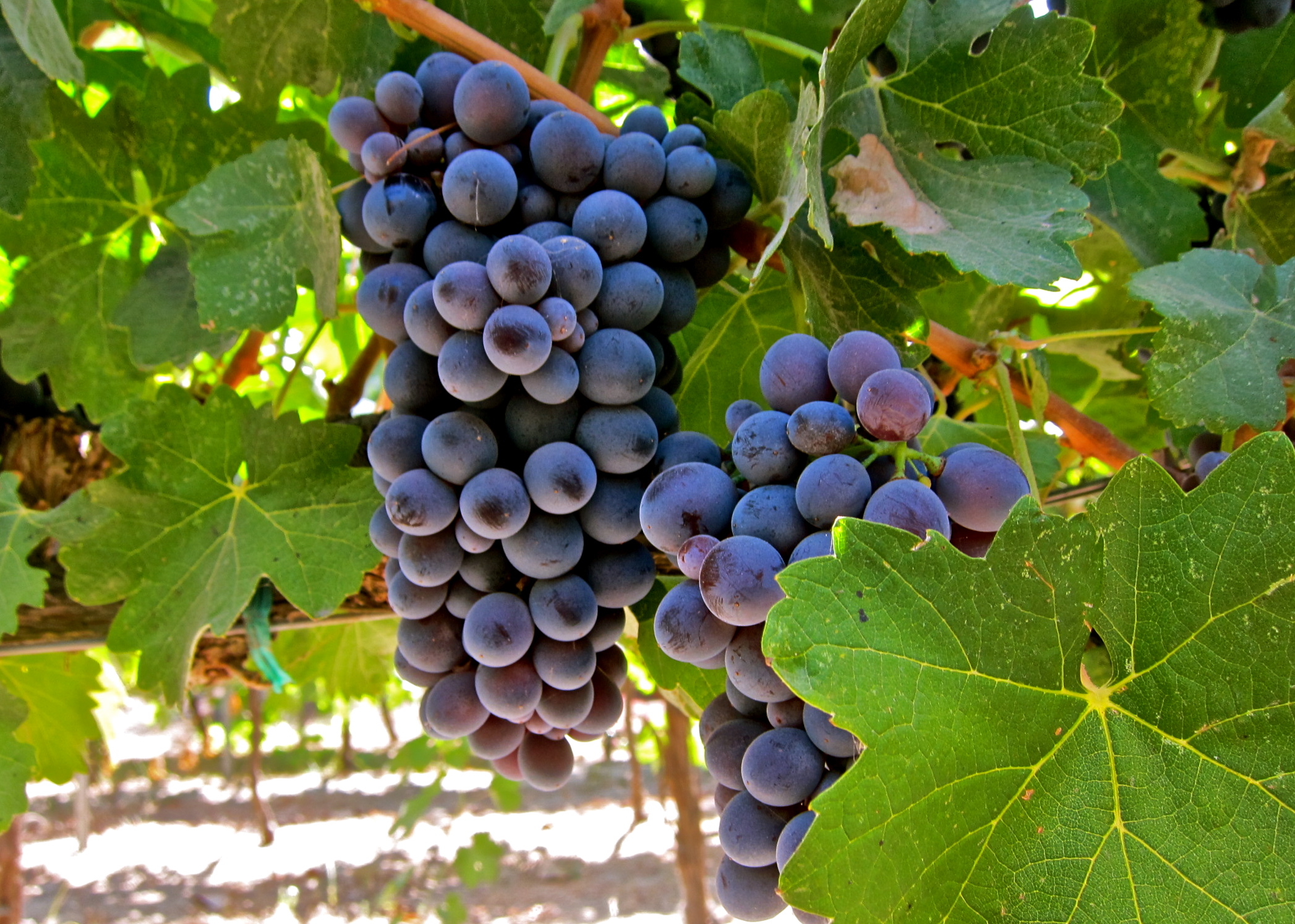 Maailma parimad veinid | Barbera d'Alba doc