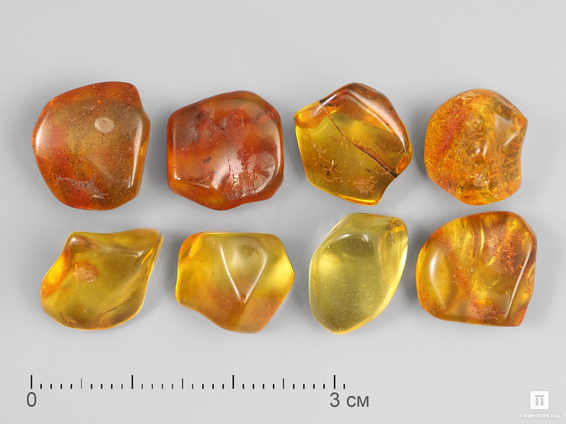 Amber Museum (Safn)