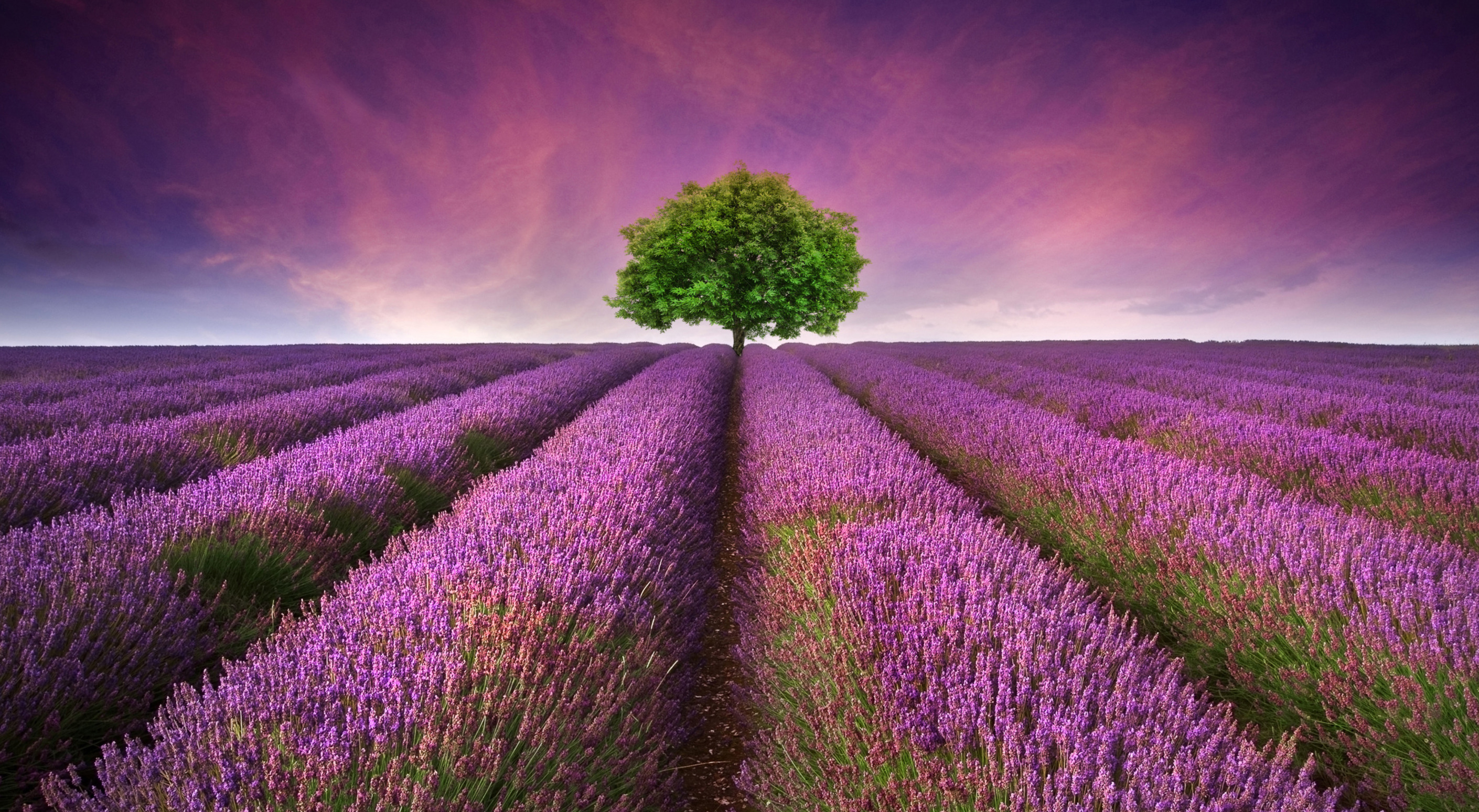 Floraison de la lavande de juin à août dans le Luberon