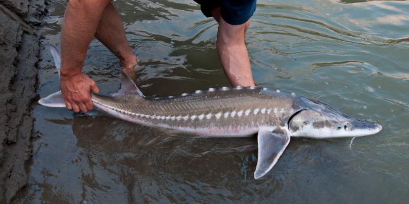 Rússneska Sturgeon